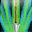 Splintering Arrow